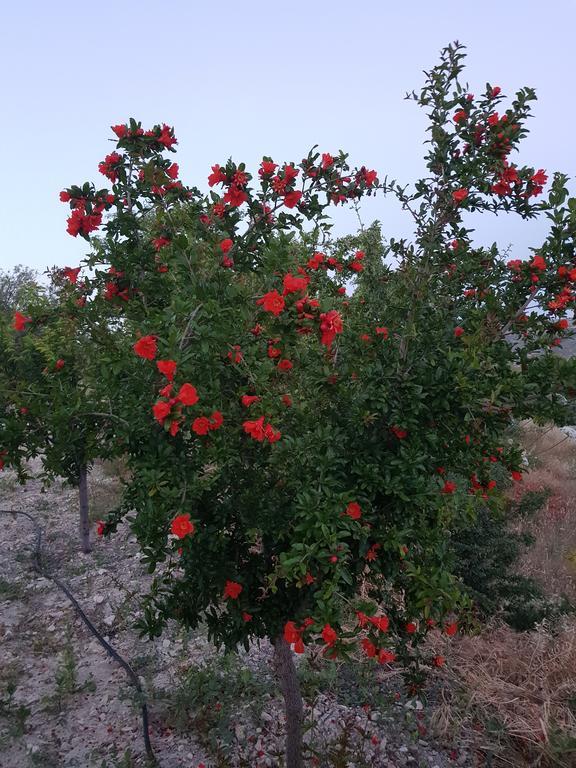 Vouni Lodge Dış mekan fotoğraf